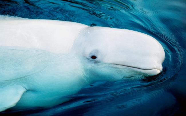 Beluga whale