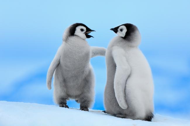 Emperor penguin chicks