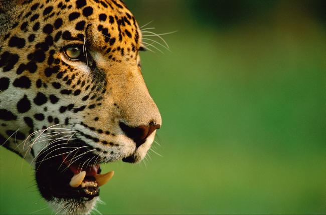Top 10 Facts About Jaguars Wwf