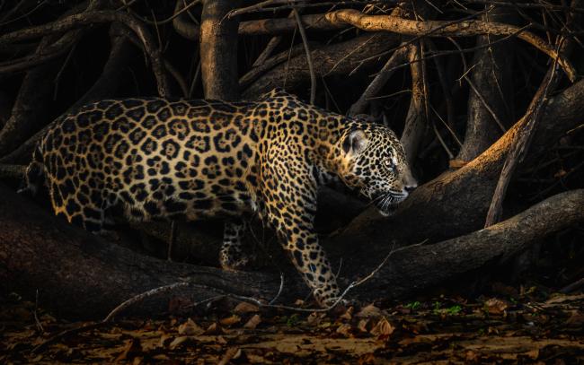 black jaguar habitat