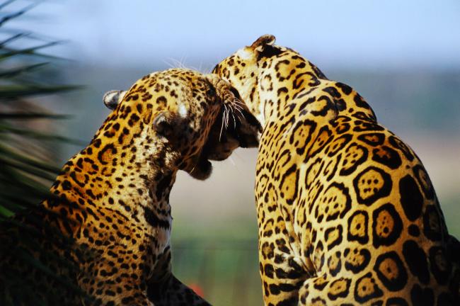 Here are our top 10 facts about Jaguars