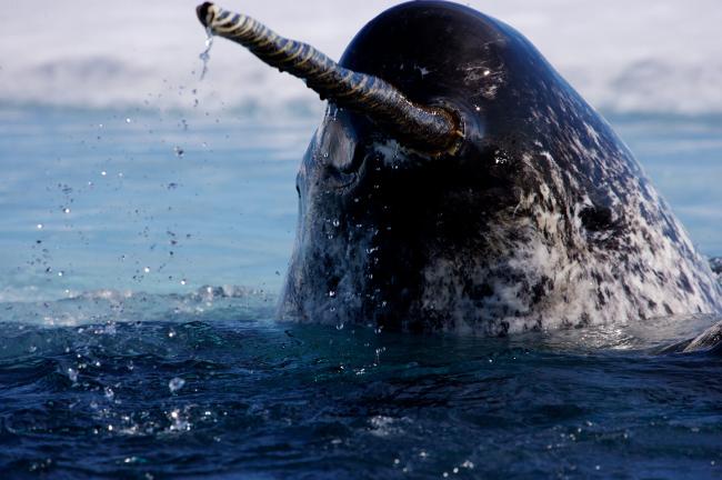 A Narwhal rising out of the sea