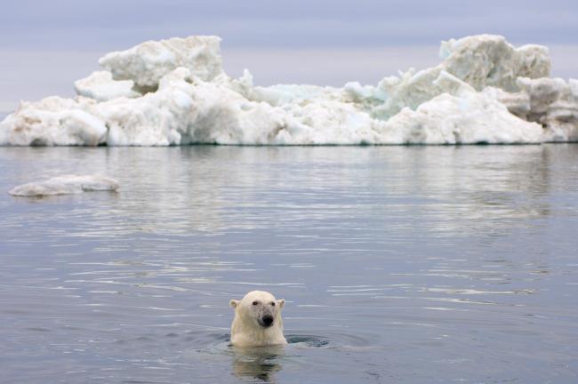 Polar bear swimming in Alaska