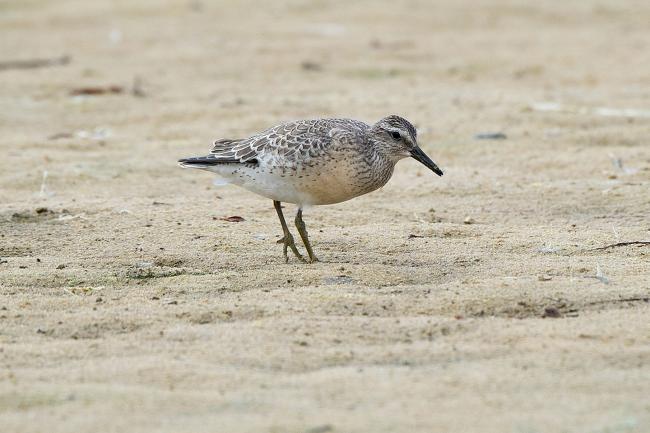 Red Knot juvenile, Tresco, Isles of Scilly