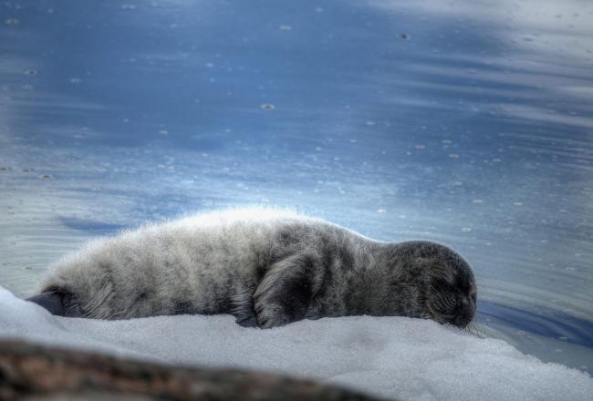 Saimaa ringed seal pup