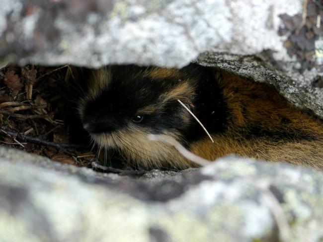 Scandinavian lemming in Sweden