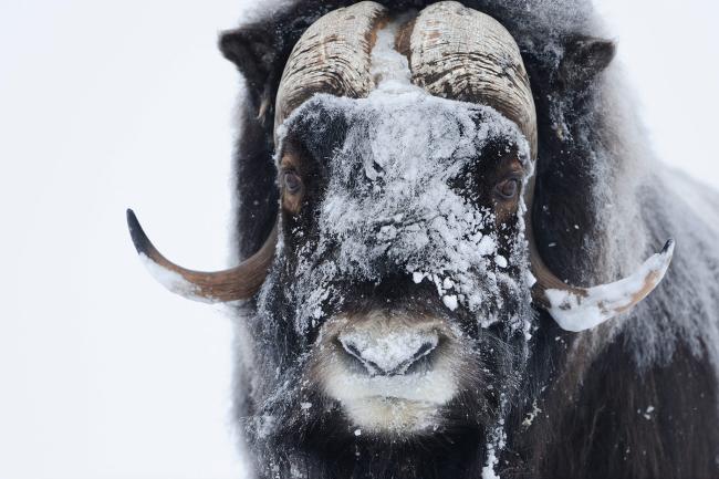 Muskox, Norway