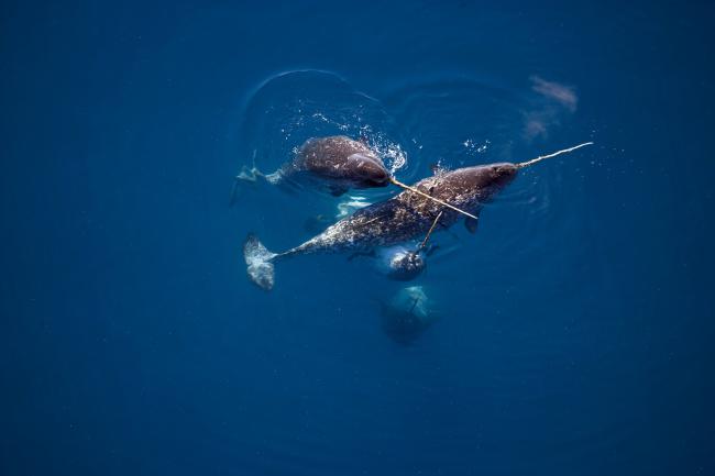 Narwhals swimming together