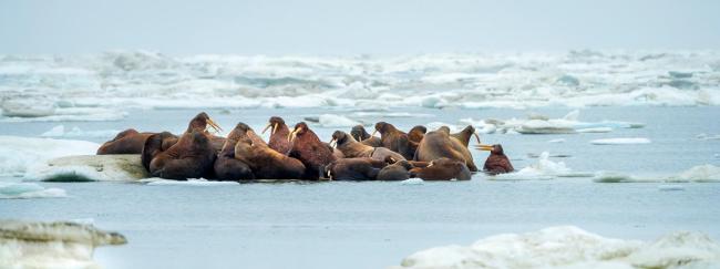 Walrus On Ice