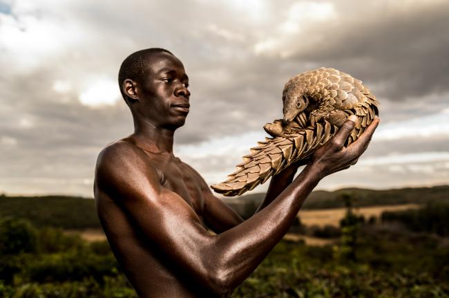 A pangolin recovers with its human 'minder'