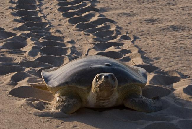 A female flatback