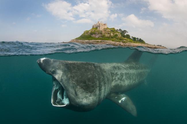 Basking sharks 