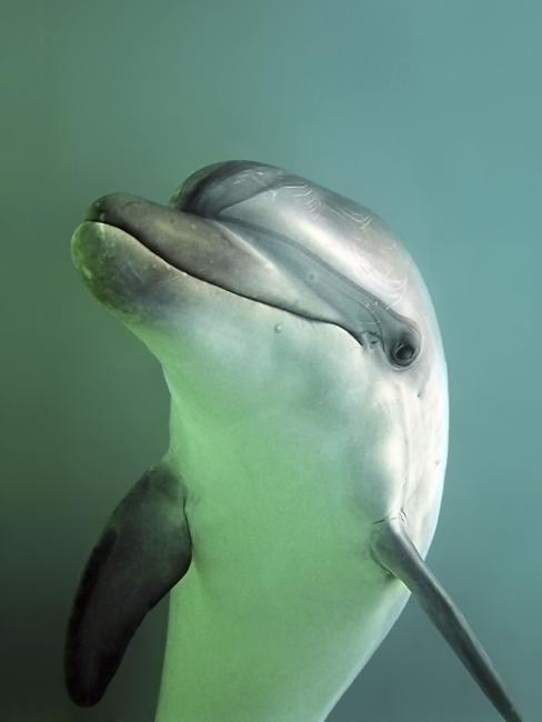 Bottlenose dolphin 