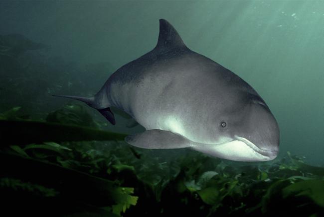 10 species you might not know live around our UK seas