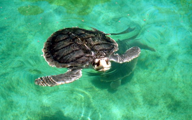 Kemp's ridley turtle