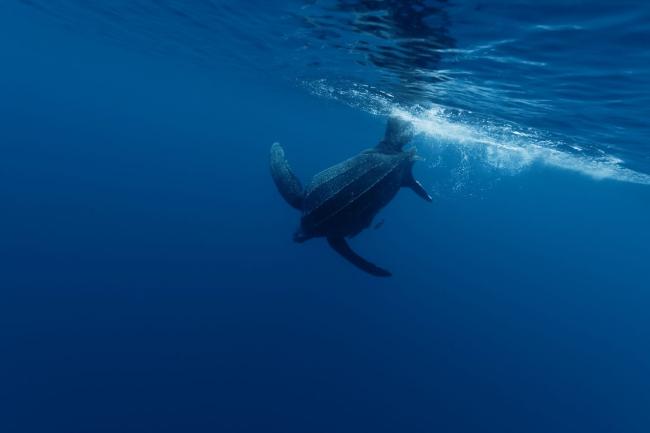 Leatherback turtle 