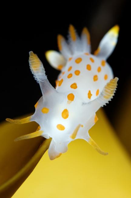 Nudibranch 