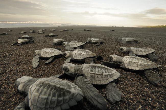 Olive ridley hatchlings emerge together and move towards the sea at dawn