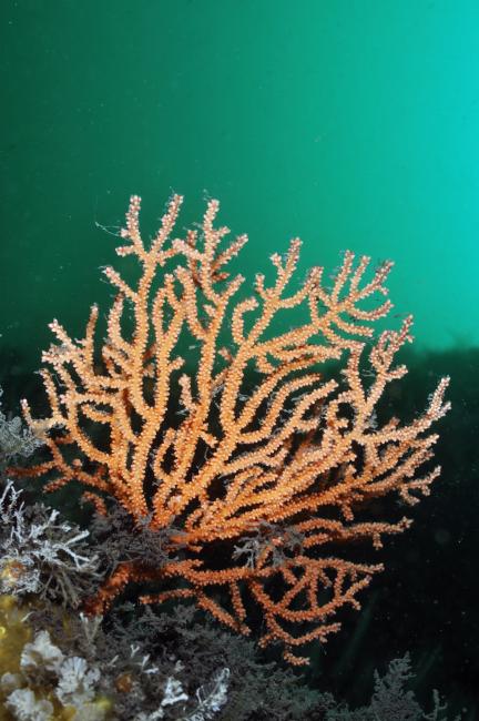 Pink Sea-Fan
