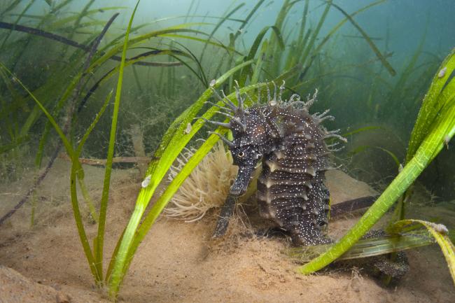 10 species you might not know live around our UK seas | WWF
