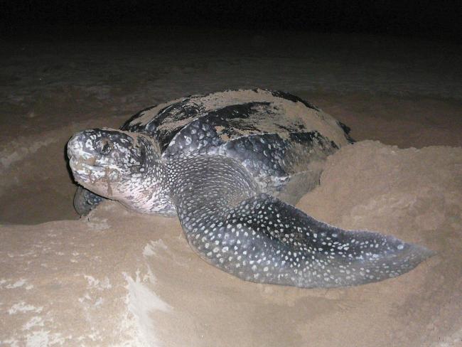 Female leatherback turtle at night, camouflaging her nest