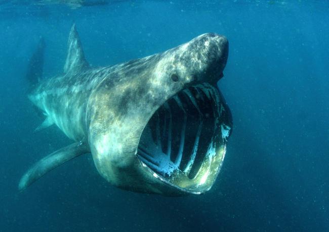 Basking shark