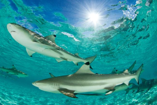 Blacktip reef sharks