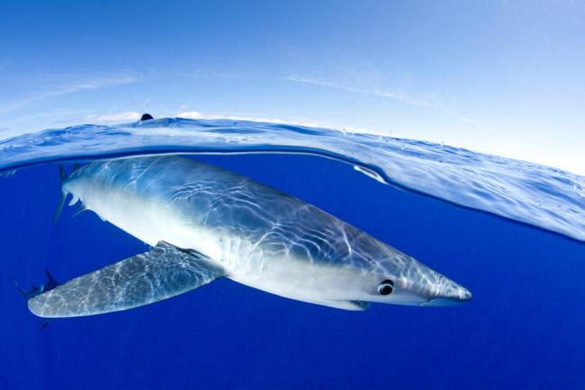 Blue shark