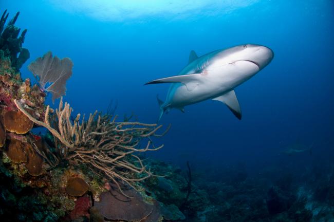 Caribbean Reef Shark