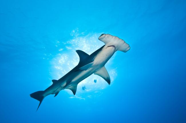 Hammerhead shark