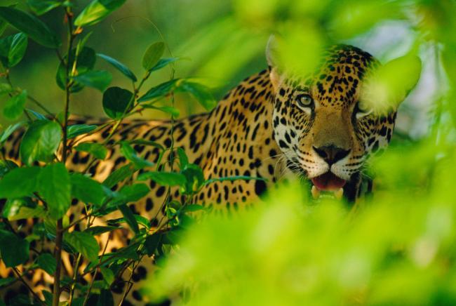 Male jaguar, Brazil