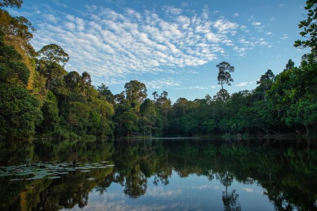 The Kinabatangan river, Sabah, Borneo.