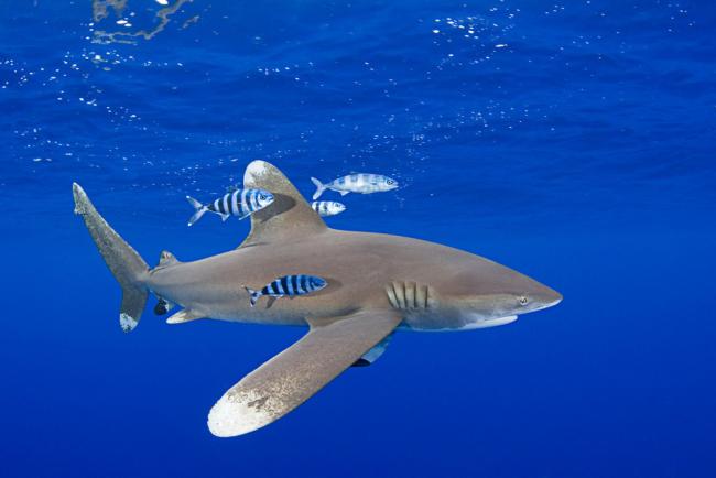 Oceanic whitetip shark