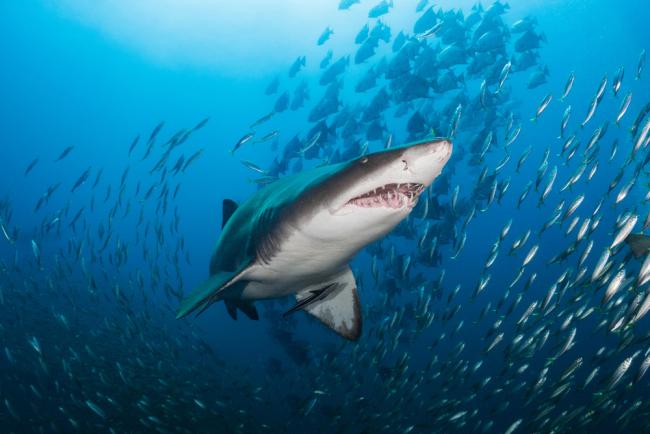 Sand tiger shark hunting