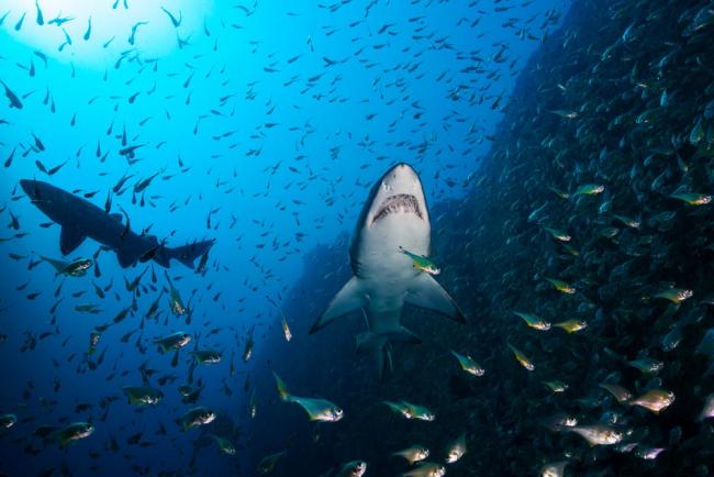 Sand tiger sharks hunting