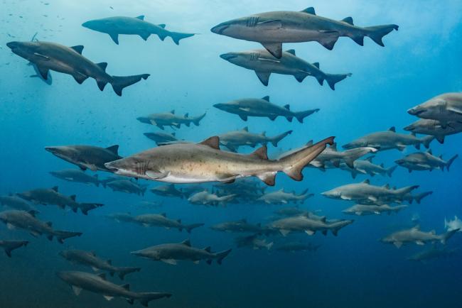 Sand tiger sharks