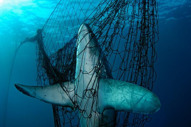 Thresher shark in net 