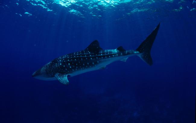 Whale shark swimming