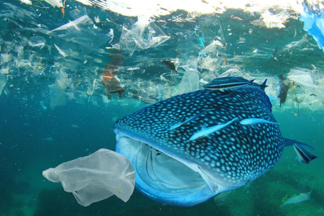 Whale shark, plastic ocean pollution