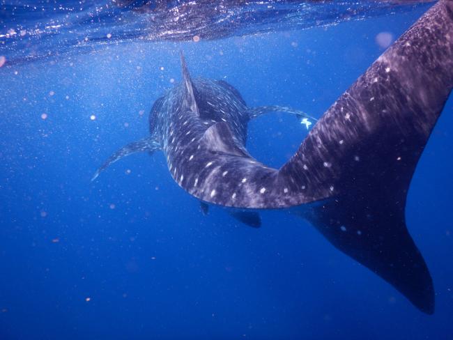 Whale shark swimming