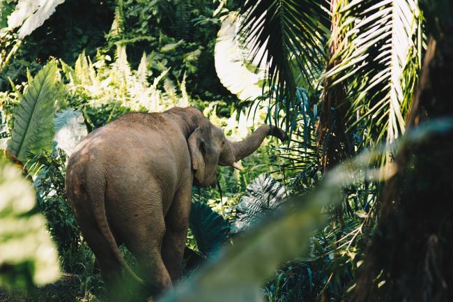 Elephant in Borneo jungle