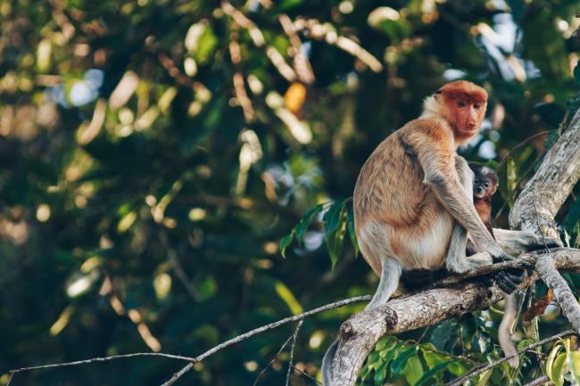 Primate in Borneo