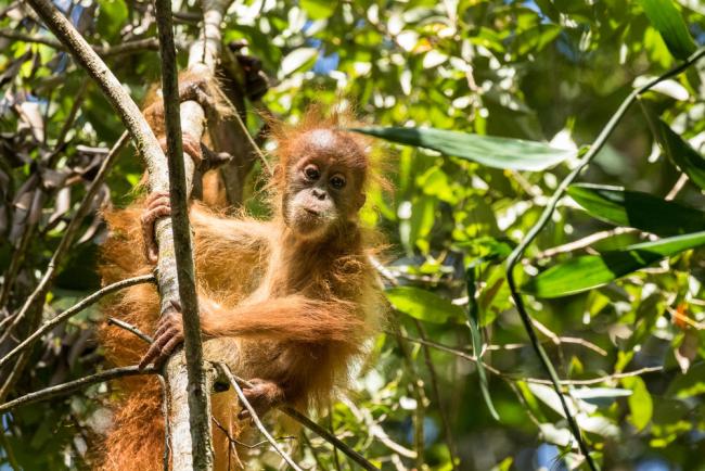 An infant Tapanuli orangutan