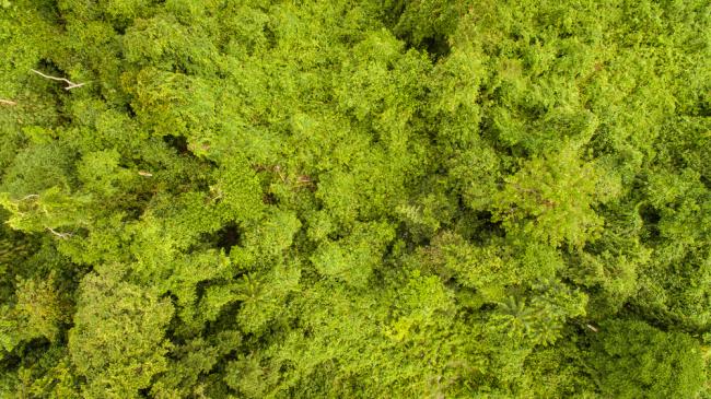 Aerial view of a forest restoration 