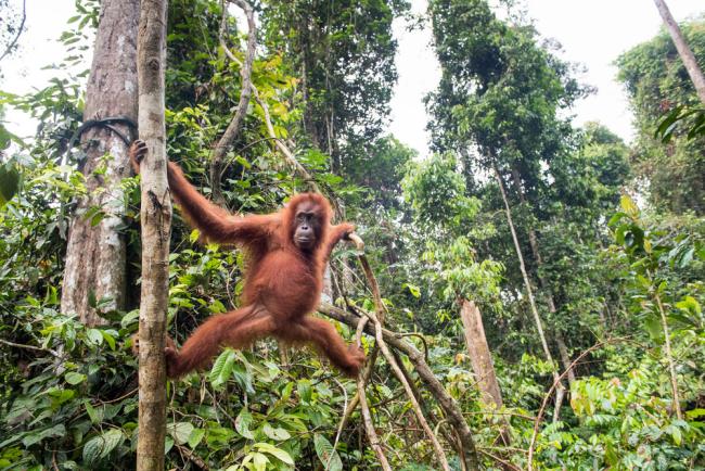 A female orangutan