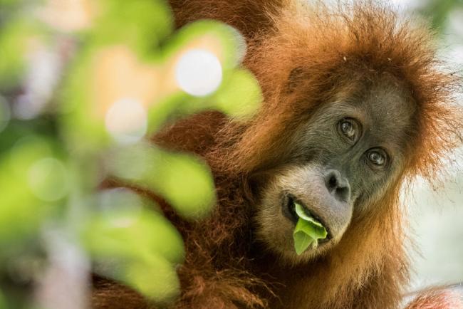 A female Orangutan