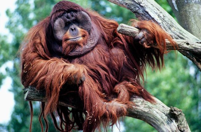 Top 10 facts about orangutans | WWF