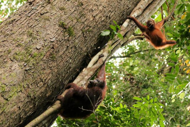 Wild Bornean orangutans