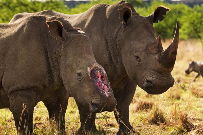 Here are our top 10 facts about rhinos | WWF Here are our top 10 facts about rhinos | WWF
