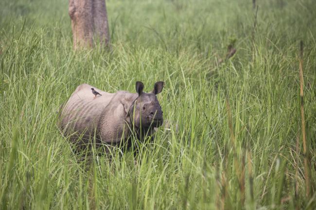 A greater one-horned rhino, Nepal